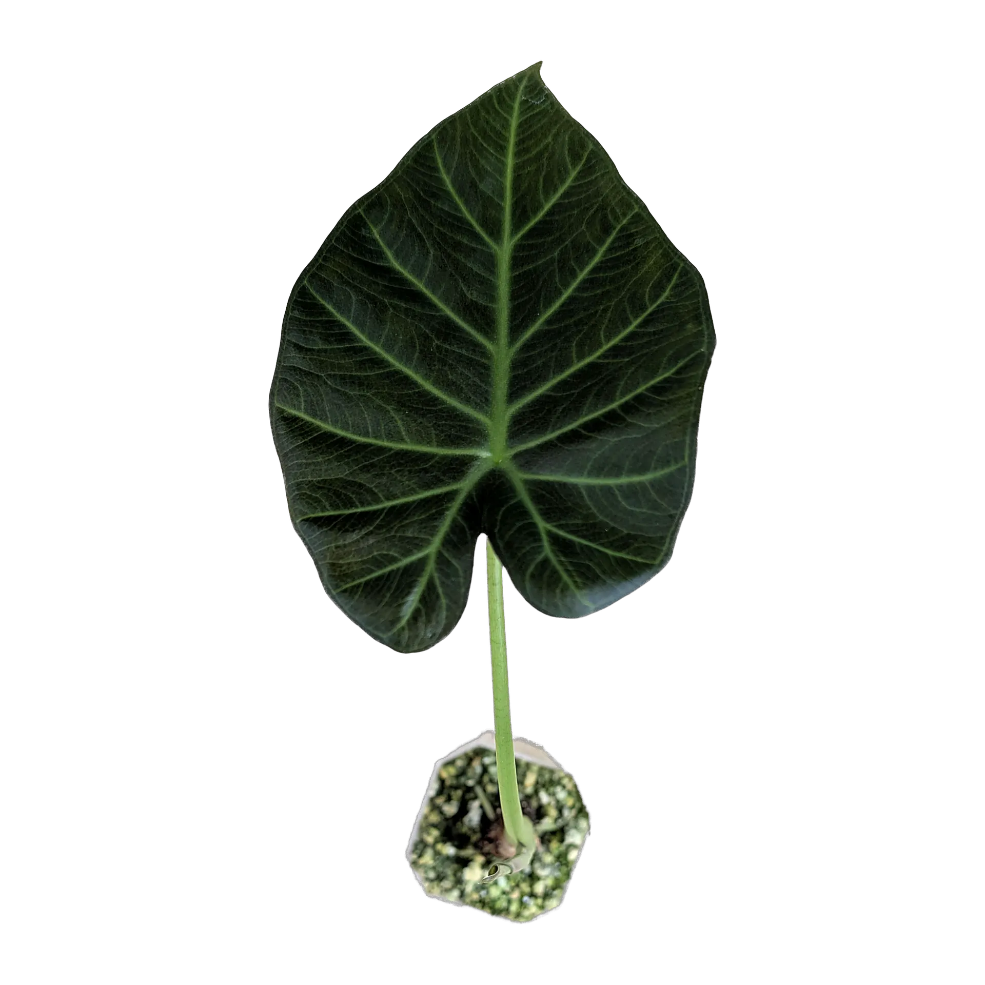 Baby Alocasia 'Regal Shields'